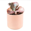 Echeveria The Rose