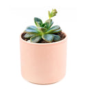 Echeveria Compressicaulis