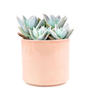 Variegated Ghost Plant - Graptopetalum paraguayense