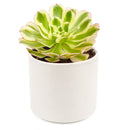 Aeonium arboreum var. luteovariegatum