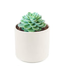 buy echeveria lime and chili live succulent 2 inch online, echeveria lime and chili showing natural stress coloring with deep pink tips, compact frosty lime rosette, slow growing and clustering habit, non-toxic and pet friendly