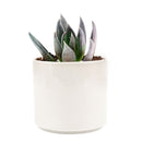 Echeveria affinis Black Knight