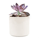 Graptoveria Fred Ives