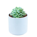 buy echeveria lime and chili live succulent 2 inch online, echeveria lime and chili showing natural stress coloring with deep pink tips, compact frosty lime rosette, slow growing and clustering habit, non-toxic and pet friendly