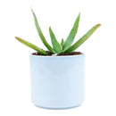 buy coral aloe vera striata live succulent 2 inch online, small rosette with coral-edged spineless smooth leaves in a plastic pot, grows slowly and reliably for many years with minimal care, hue shifts from cool blue-green to warm coral-pink with more sun, natural air purifier and drought tolerant gem, adorable desktop or shelf accent plant, perfect introductory succulent gift