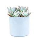 Variegated Ghost Plant - Graptopetalum paraguayense