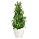 Rosemary Holiday Tree, Aromatic Holiday Tree, Christmas Shaped Houseplants, Christmas Tree Gift Ideas, Holiday Tree for Home Decor