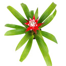 buy guzmania hybrid red live houseplant 4 inch online, fiery red bract with tiny white true flowers nestled inside, stiff strap-shaped glossy leaves, non-toxic pet-safe bromeliad, suited to bright bathrooms kitchens and shelves, tropical exotic look with minimal upkeep, a vibrant and thoughtful gift for home or office