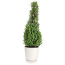 Rosemary Holiday Tree, Aromatic Holiday Tree, Christmas Shaped Houseplants, Christmas Tree Gift Ideas, Holiday Tree for Home Decor