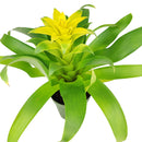 buy guzmania hybrid yellow live houseplant 4 inch online, luminous yellow bromeliad bract with white true flowers hidden inside, slender evergreen rosette leaves with smooth surface, epiphytic tropical origin, non-toxic and safe for cats and dogs, naturally humidifies surrounding air, a bold architectural accent for modern or bohemian interiors, an impressive and easy-care gift for any occasion