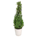 Rosemary Holiday Tree, Aromatic Holiday Tree, Christmas Shaped Houseplants, Christmas Tree Gift Ideas, Holiday Tree for Home Decor