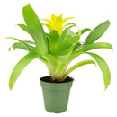 buy guzmania hybrid yellow live houseplant 4 inch online, luminous yellow bromeliad bract with white true flowers hidden inside, slender evergreen rosette leaves with smooth surface, epiphytic tropical origin, non-toxic and safe for cats and dogs, naturally humidifies surrounding air, a bold architectural accent for modern or bohemian interiors, an impressive and easy-care gift for any occasion