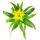 buy guzmania hybrid yellow live houseplant 4 inch online, luminous yellow bromeliad bract with white true flowers hidden inside, slender evergreen rosette leaves with smooth surface, epiphytic tropical origin, non-toxic and safe for cats and dogs, naturally humidifies surrounding air, a bold architectural accent for modern or bohemian interiors, an impressive and easy-care gift for any occasion