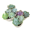9 inch Butterfly Succulent Arrangement, Creative Succulent Planter for Sale, Live Succulent Gift Ideas, succulent arrangement for home decor