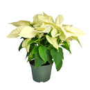 best place to buy house plants online, best place to buy indoor plants near me, buy houseplants online