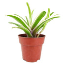 4 inch neoregelia donger live houseplant for sale, rare fireball sport bromeliad with stiff variegated leaves and central water-collecting cup, produces offshoot pups for easy propagation, prefers high humidity and filtered light, architectural statement plant for floors or shelving displays, a rare and long-lasting gift for tropical plant collectors
