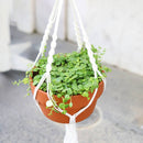 string of turtles plant for sale, buy peperomia plant near me, hanging trailing succulent for home office decor, live succulent as gift