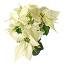 best place to buy house plants online, best place to buy indoor plants near me, buy houseplants online