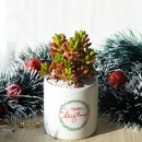 buy pink jelly bean sedum - sedum rubrotinctum live plant 2 inch online, non variegated form with vibrant green succulent leaves developing bold red tips when sun stressed, clusters of small star shaped yellow flowers may appear in spring, spreading trailing habit adds lush texture to containers and arrangements, thrives in dry conditions and tolerates heat well, a bold and lively bohemian accent for desks windowsills or outdoor pots, a unique and lasting gift for succulent enthusiasts