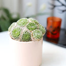 Sempervivum arachnoideum Cobweb Hens and Chicks