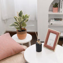 Ficus Elastica Ruby houseplant for sale, Buy Ficus Decora Ruby Pink online, Types of Colorful Foliage Indoor Plants, how to care for Ficus Plant