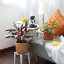 calathea triostar, calathea stromanthe triostar, stromanthe sanguinea triostar, stromanthe sanguinea triostar near me, stromanthe sanguinea triostar for sale, stromanthe sanguinea triostar in ca, tropical indoor plant, pink tropical plant