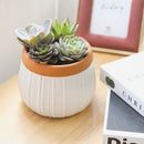 Succulent Arrangement in White Ceramic Planter with Terracotta Rim
