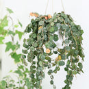 Hoya Curtisii, Curtisii Hoya, Hoya Curtisii plant, Hoya Curtisii for sale, Hoya Curtisii care, Hoya Curtisii houseplant, how to care for Hoya Curtisii , Hoya plants, houseplants, house plants, common houseplants, houseplants near me, houseplants for sale, buy Hoya Curtisii online