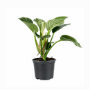 Philodendron Birkin, variegated houseplants, bright and medium light plants, indoor plant gift ideas