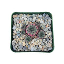4 inch sulcorebutia rauschii purple cactus - rebutia canigueralii f. violacidermis live cactus for sale, rich purple to violet stem coloration intensified by bright light, flat spirally arranged tubercles with herringbone spine pattern, funnel-shaped deep magenta flowers contrasting against dark body, tight offsetting clump growth form, drought hardy high-altitude bolivian species, architectural conversation piece for shelves and rock gardens, stunning rare collector plant gift