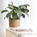 buy calathea burle marx live houseplant 4 inch online, young calathea burle marx with freshly unfurled fishbone-patterned leaves, oval leaf shape with smooth surface, non-toxic and air-purifying tropical species, thrives with consistent humidity and indirect light, beautiful basket or shelf plant for bohemian interiors, a perfect gift for plant beginners