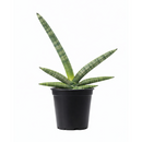 4" pot snake plant sansevieria starfish live houseplant for sale, fan-shaped arrangement of stout cylindrical green leaves, bold dark green bands on firm succulent spears, air purifying and drought tolerant, grows beautifully in indirect light with minimal care, elegant architectural accent for modern interiors, a lasting and unique gift for plant lovers