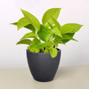 neon pothos, neon pothos care, neon pothos plant, neon pothos near me, epipremnum aureum neon, pothos plants, pothos plants for sale, pothos plants near me, Holiday houseplant decor ideas