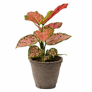 buy chinese evergreen 'lady valentine' live plant 6" pot online in black eco pot, full specimen with lush oversized pink-splashed glossy leaves, tropical upright habit, proven air-purifying qualities, a show-stopping botanical gift for home or office spaces