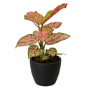 buy chinese evergreen 'lady valentine' live plant 6" pot online in black eco pot, full specimen with lush oversized pink-splashed glossy leaves, tropical upright habit, proven air-purifying qualities, a show-stopping botanical gift for home or office spaces