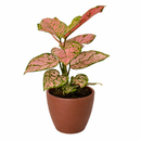buy chinese evergreen 'lady valentine' live plant 6" pot online in black eco pot, full specimen with lush oversized pink-splashed glossy leaves, tropical upright habit, proven air-purifying qualities, a show-stopping botanical gift for home or office spaces