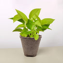 neon pothos, neon pothos care, neon pothos plant, neon pothos near me, epipremnum aureum neon, pothos plants, pothos plants for sale, pothos plants near me, Holiday houseplant decor ideas
