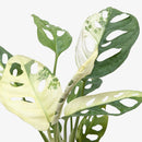 buy monstera adansonii 'swiss cheese variegated' live houseplant 4" pot online, distinctive cream and forest green variegated leaf pattern, natural fenestrations throughout each unique leaf, vigorous vining growth with aerial roots, humidity-loving tropical climber, stunning bohemian statement plant for any indoor jungle, rare houseplant gift for collectors and enthusiasts