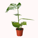 buy monstera 'thai constellation' live houseplant 2" pot online, rare starter tropical aroid with constellation-patterned cream and green variegation on smooth young leaves, slow-growing upright climber from thai tissue culture origins, thrives with humidity support and bright filtered light, a one-of-a-kind celestial gift for plant parents of all levels