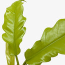 4" pot philodendron 'golden crocodile' live houseplant for sale, striking large golden-hued serrated leaves with bold sculptural texture and tropical presence, upright growing rare philodendron cultivar, adds vibrant warmth and a wild jungle feel to home or office decor, an unforgettable gift for rare plant collectors