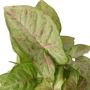 6 inch Syngonium 'Confetti', 6 inch plants, live plants for sale, buy houseplants online, plant shops in ca