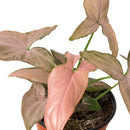 6" pot syngonium 'pink splash' live houseplant for sale, striking painterly pink and green leaf pattern unique to every plant, arrowhead leaves that mature into lobed multi-segment form, versatile climbing or cascading vine suited to moss poles or hanging baskets, high humidity-loving tropical with air-purifying qualities, an eye-catching boho decor element for any indoor space, a gorgeous gift for houseplant enthusiasts of all levels