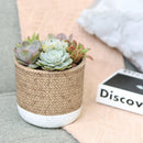 rosette succulents, colorful succulents, stunning succulent arrangement for home and office decor, random succulents in cement planters