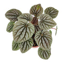 4 inch peperomia caperata live houseplant for sale, striking corrugated dark green foliage with intricate vein detailing, compact grower pot size ideal for desks and small spaces, slow-growing and low-maintenance with semi-succulent water-storing leaves, adapts well to bright indirect or artificial office light, a stylish nature-inspired decor accent, makes a lasting and pet-safe gift for loved ones