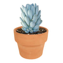 4 inch echeveria elegans blue live succulent for sale, rounded blue-green leaves ending in soft points, dense compact rosette with powdery pale coating, clumping growth that fills containers beautifully, sun-loving and drought hardy, sculptural archi