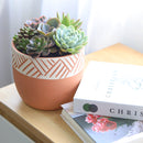 Buy succulent arrangement online, Succulent centerpieces ideas, Succulent wedding favors, Succulent Gift Ideas For Succulent Lovers