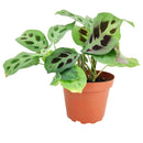 8" pot maranta green prayer plant live houseplant for sale, show-stopping mature plant with broad layered patterned leaves, distinctive dark splotch markings on light green background, rich silvery undersides with fine vein detail, wide trailing form perfect for hanging baskets, luxurious living room or office decor, exceptional gift for the plant enthusiast in your life