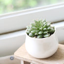 Graptoveria Silver Star