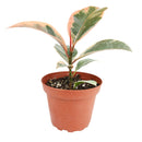 medium ficus elastica 'ruby pink' 4 inch live houseplant for sale, stunning tricolor variegated rubber plant leaves in pink white and green, upright architectural growth habit in a compact 4 inch pot, rich leathery oval leaves with high-gloss sheen, warm-weather tropical species thriving in indoor bright light, bold and colorful decorative accent for shelves or plant stands, inspired gift choice for houseplant enthusiasts