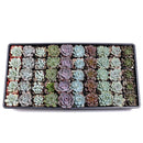 Echeveria Bulk Pack for sale, wholesale echeveria succulent pack large quantity plants, echeveria plants bulk for party favors and gifts, echeveria bulk pack rare and common varieties